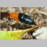 Ammophila sabulosa - Sandwespe 64g Sandwespe-beim-Raupendiebstahl-Sandgrube-Niedringhaussee.jpg